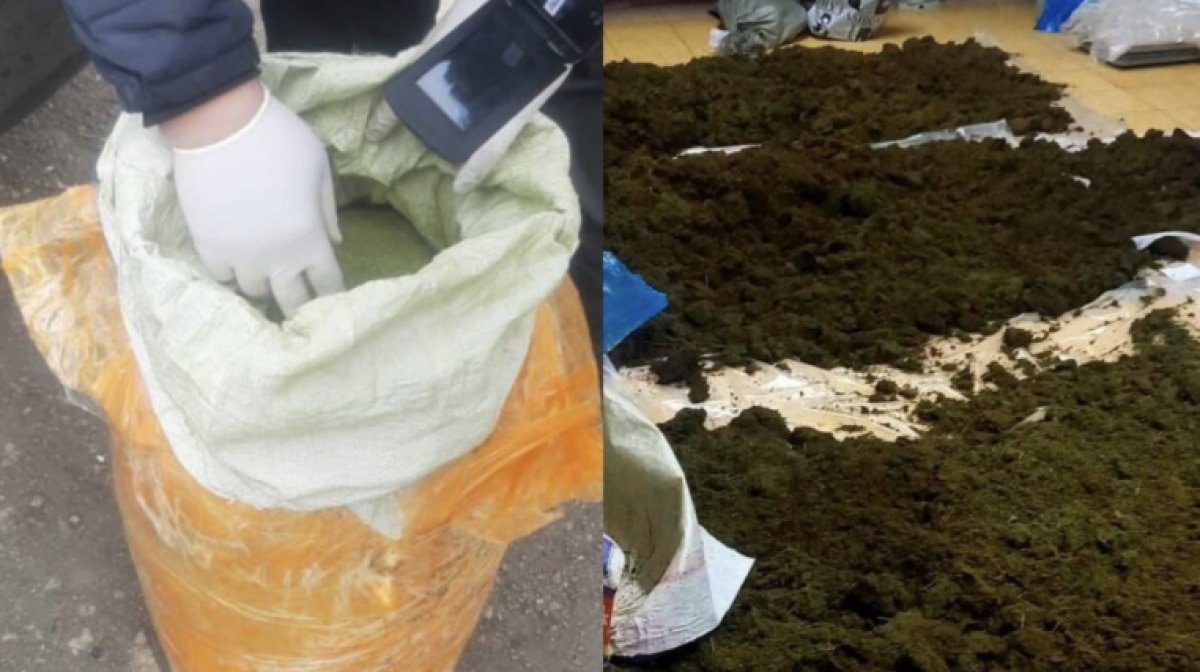 С погоней и обыском: самую крупную партию наркотиков за 10 лет изъяли в СКО