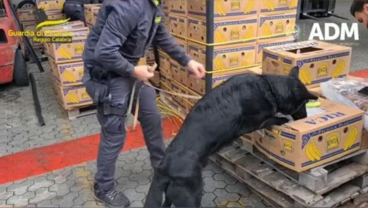 Кокаин нашли в эквадорских бананах