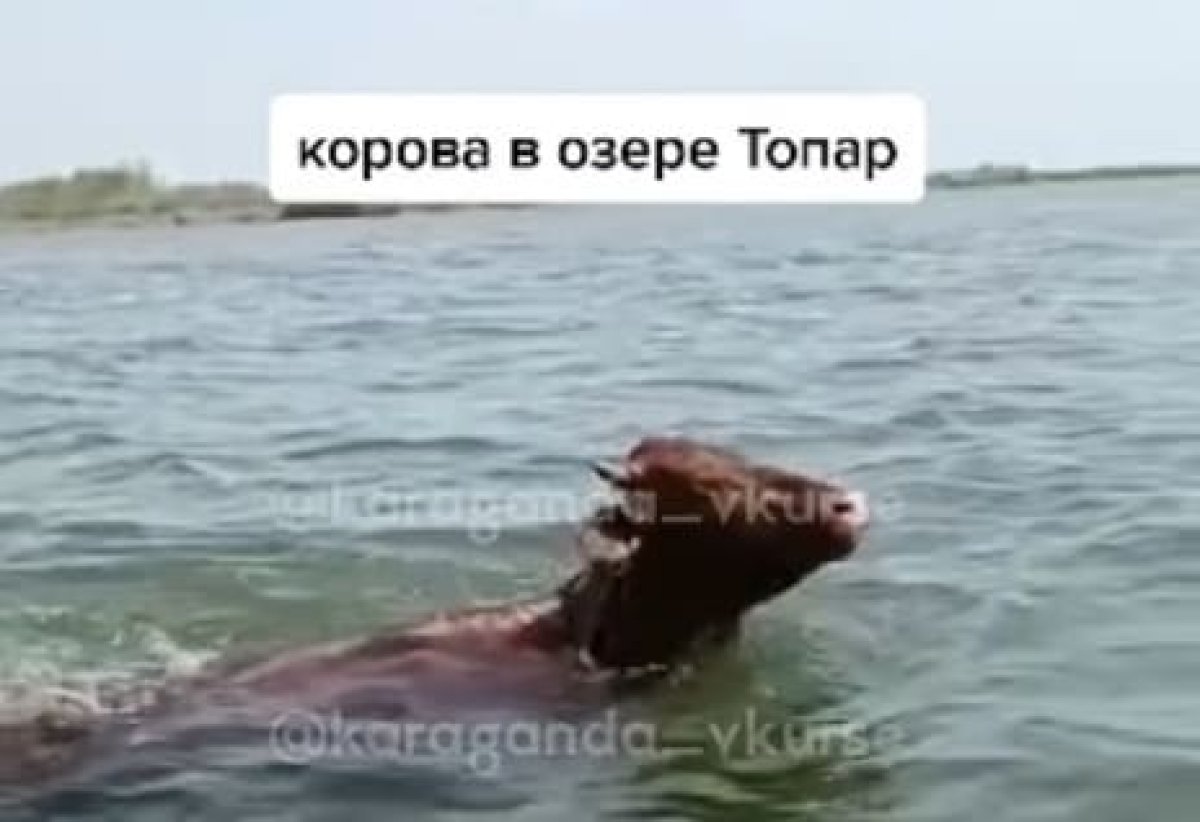 Судьба коровы-пловчихи встревожила казахстанцев