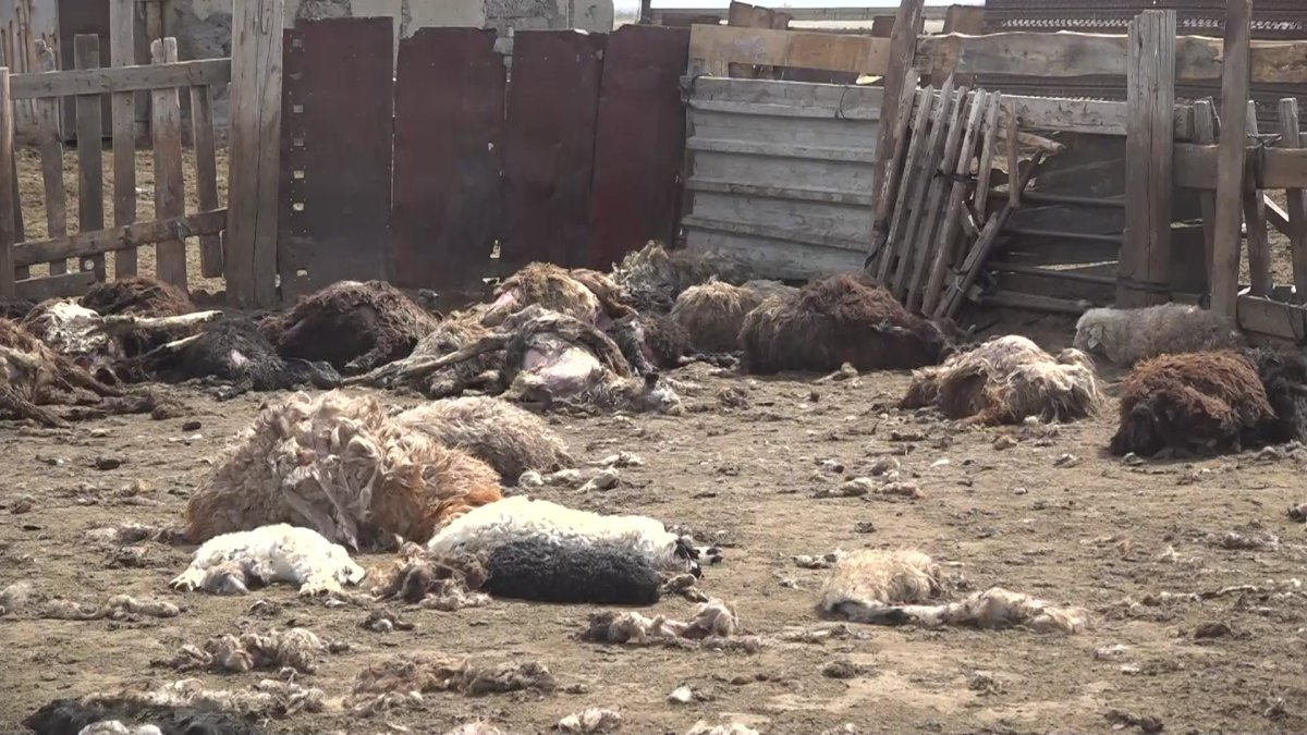 Павлодар облысында қасқыр тектес иттер қорадағы 200-дей қойды қырып тастады