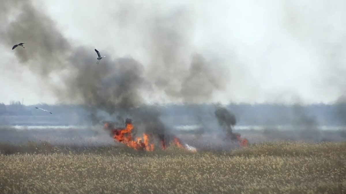 В правительстве опасаются большого количества пожаров этим летом