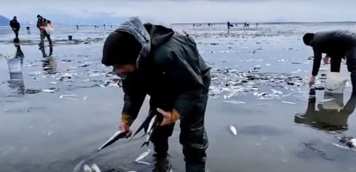 Селёдку ловят голыми руками на берегу Охотского моря