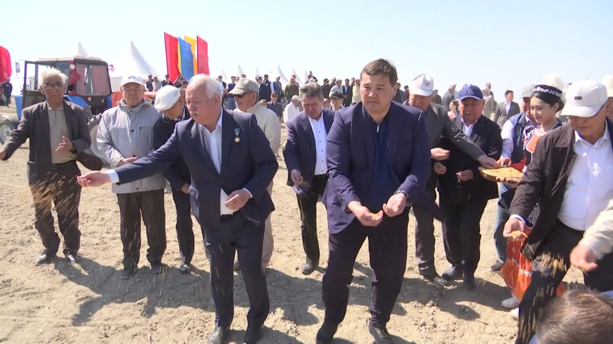 Қызылордада күріш алқабына дән себілді