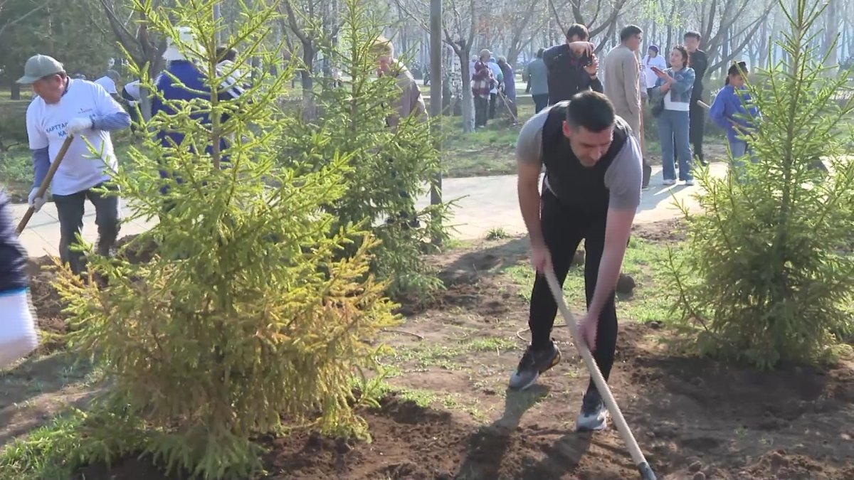 Более восьми тысяч молодых деревьев появилось в Астане благодаря субботнику