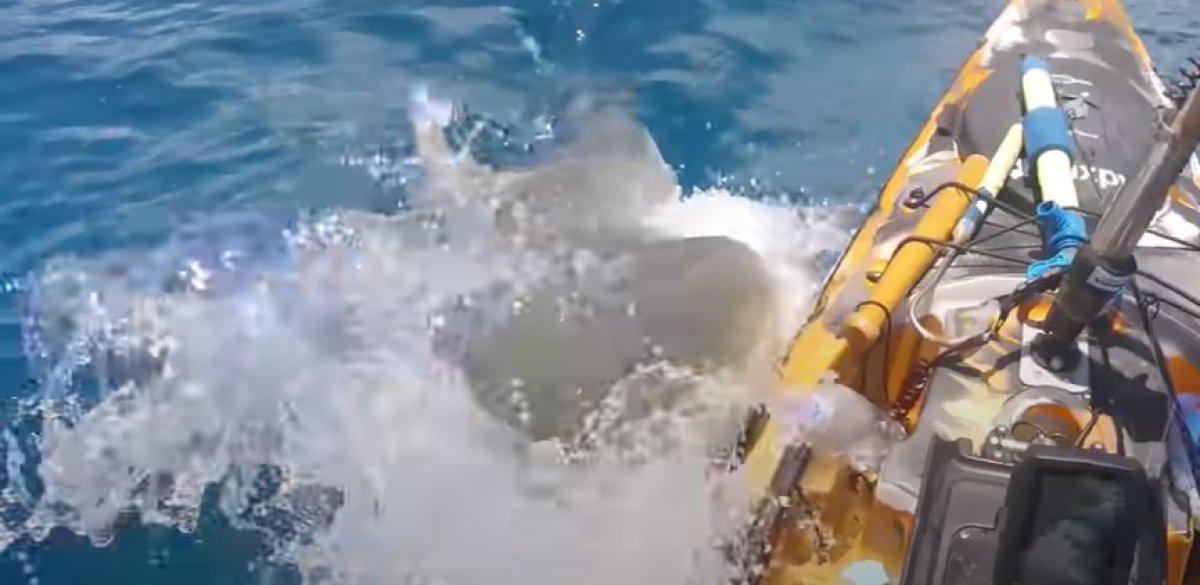 Момент жуткого нападения акулы на мужчину попал на видео