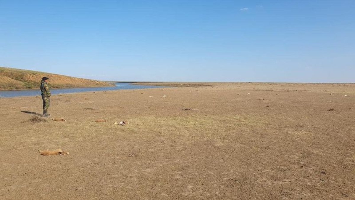 Батыс Қазақстан облысында 150-ге жуық киік өлі табылды