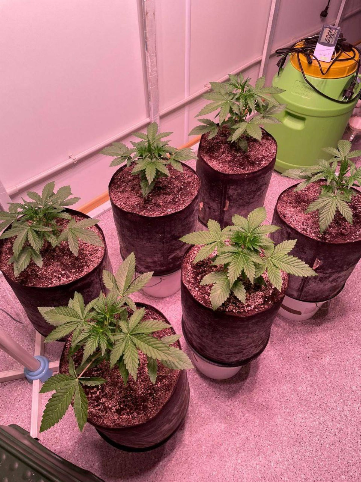 Наркотики и несколько килограммов осетра изъяли у жителя Мангистау