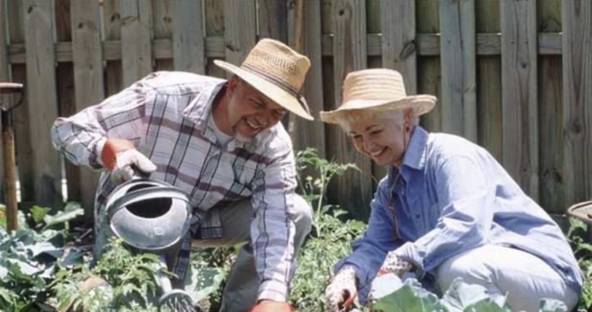 Дачников столицы попросили поливать насаждения по ночам из-за дефицита воды