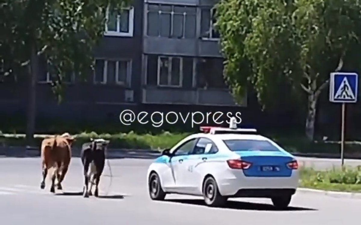 Коровы в сопровождении полиции бегали по улицам Усть-Каменогорска (ВИДЕО)