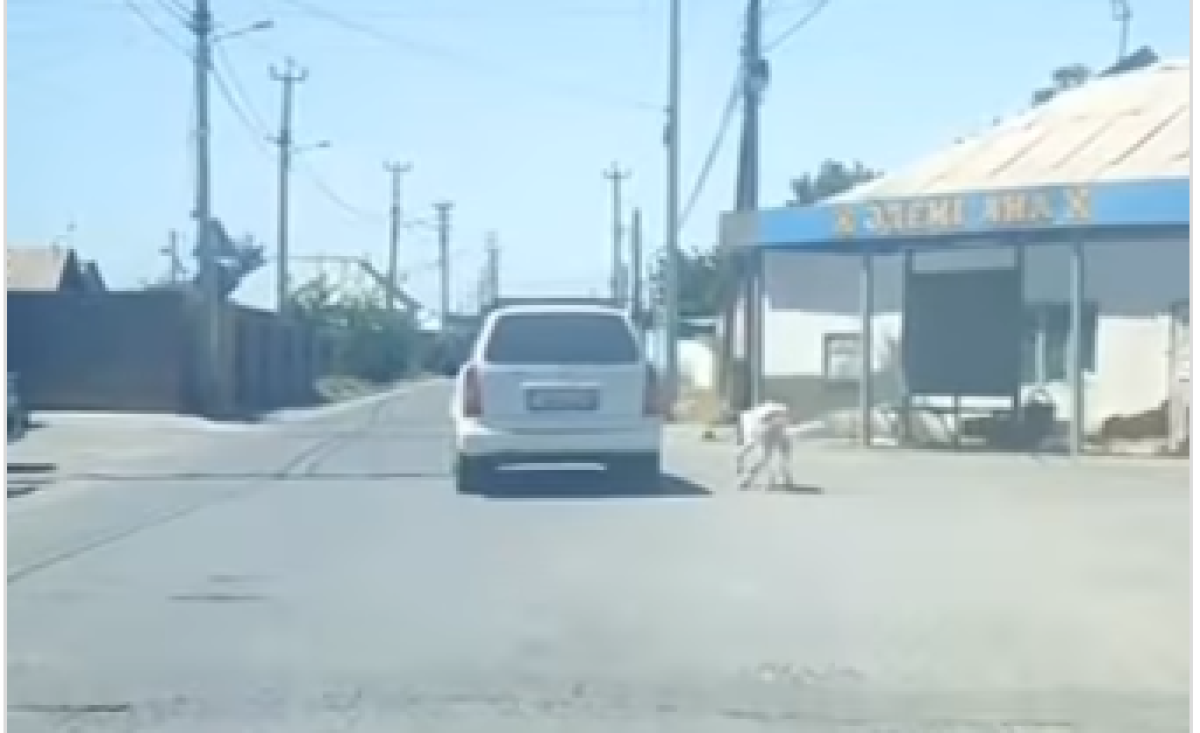 Собаку привязали к машине в Шымкенте: водителя наказали