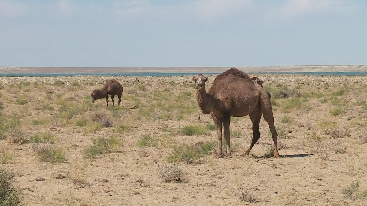 Арал теңізінде балық жаппай қырылуы мүмкін