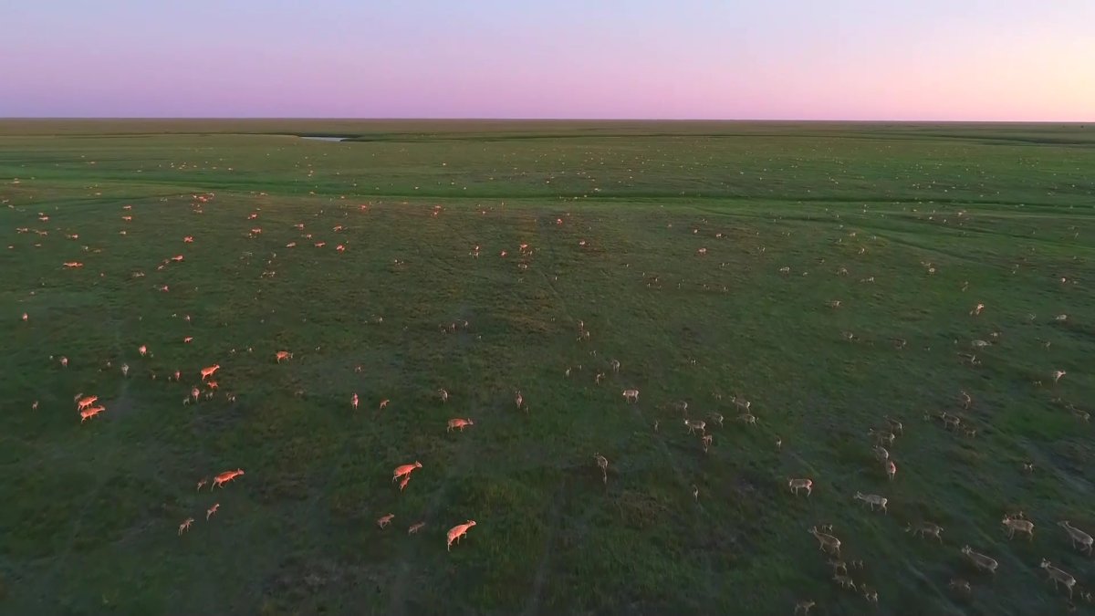 «Егер Үкімет киік қарғысынан қорқатын болса, шаруалардың шығынын толық өтеп беру механизмін енгізу керек», - депутат