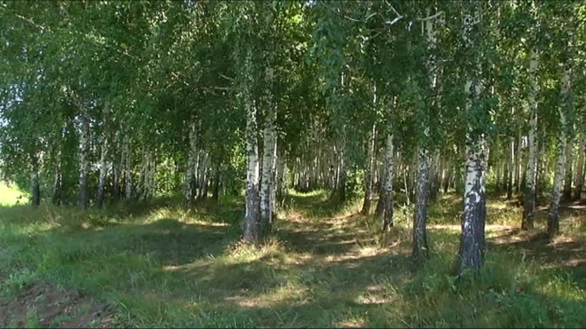 «Абсурдный» налог на сбор грибов и ягод заменить на налог на вредные продукты предложил депутат