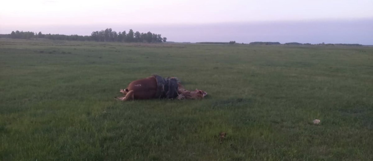 Труп пастуха нашли в степи на севере Казахстана