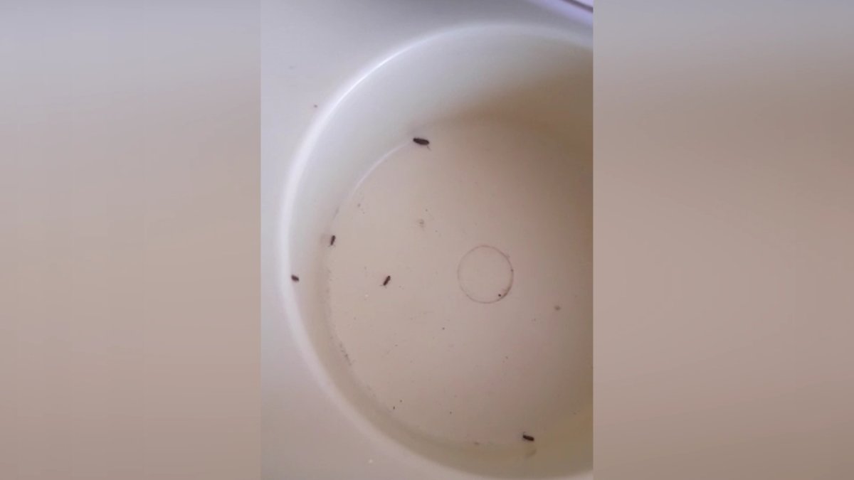 «Бүрге араласқан тамақ ішіп отырмыз», - тұрғын