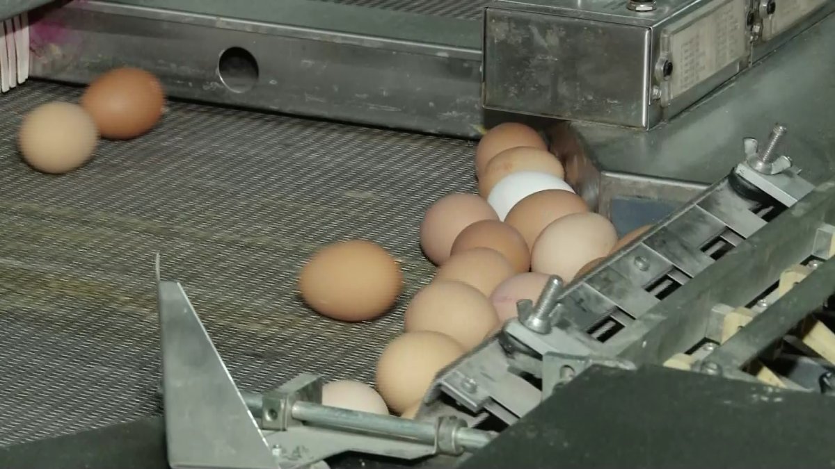 Яйца могут подорожать в Казахстане из-за отмены субсидий: «AMANAT» бьёт тревогу