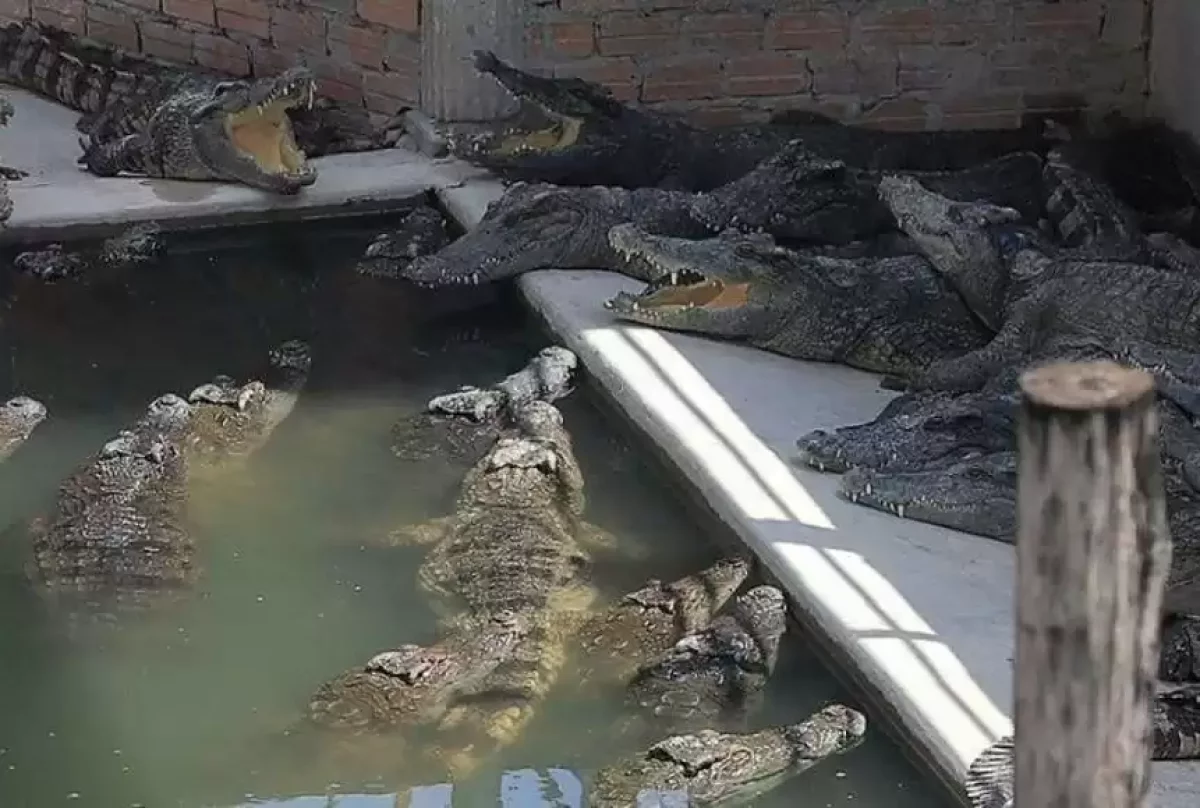 Камбоджада егде жастағы фермерді 40 қолтырауын жұлмалап тастаған