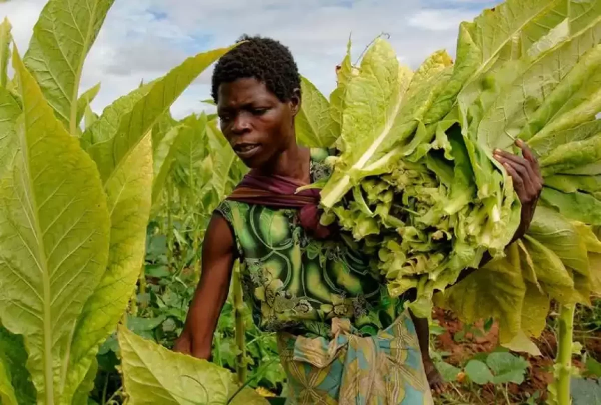 Жыл сайын темекіден сегіз миллион адам қайтыс болады - ДДҰ