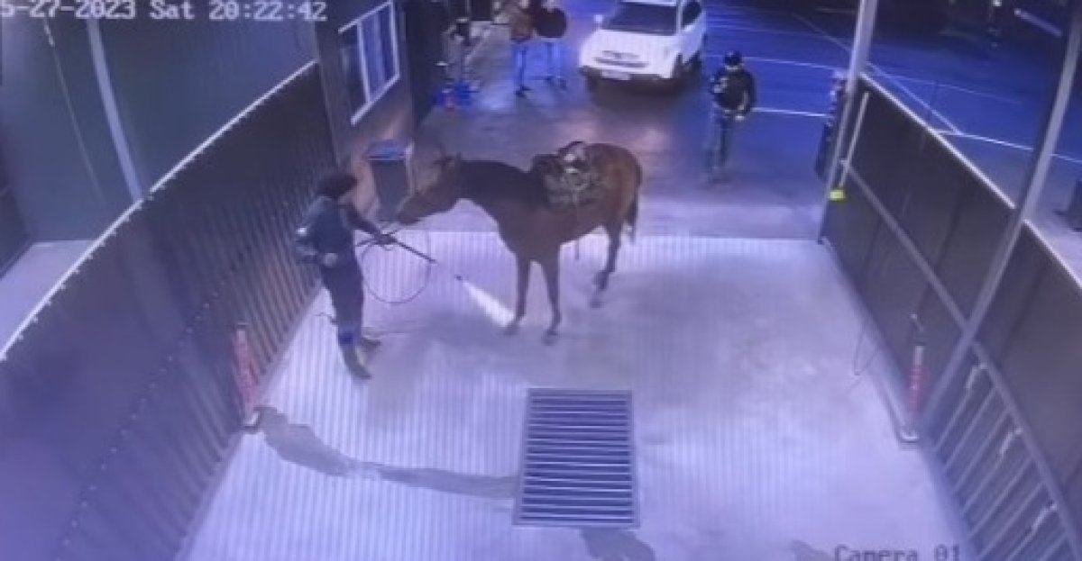 Кокпаристы помыли коня на автомойке и вызвали негодование казахстанцев