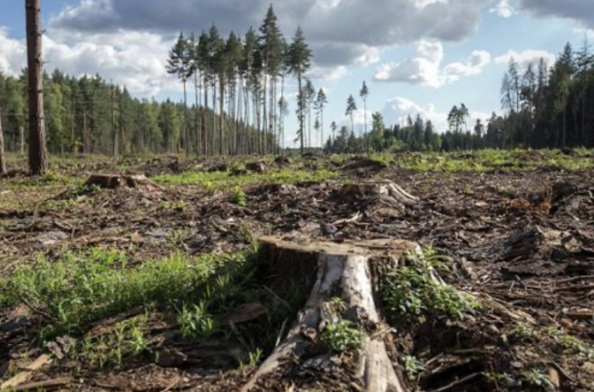До 10 лет тюрьмы получили руководители «Семей орманы» за незаконную вырубку леса