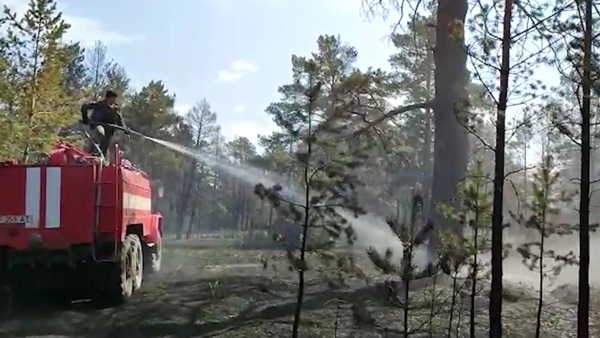 «Семей орманы» табиғи резерватының 3 басшысы 10 жылға сотталды