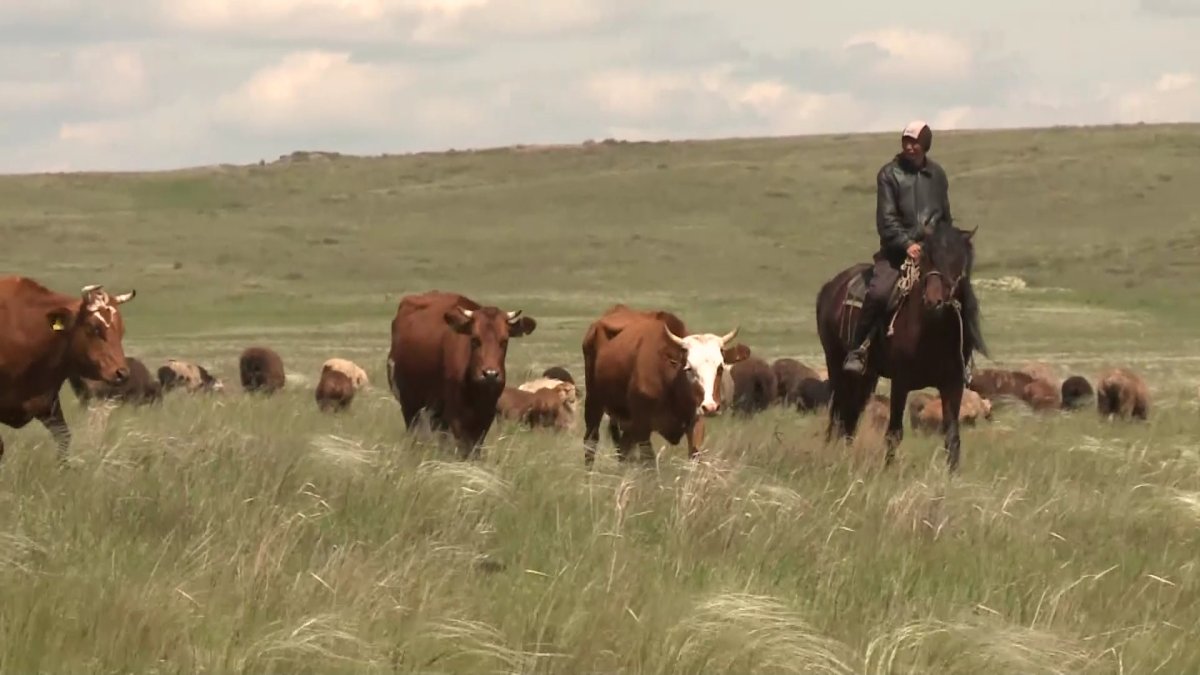 Қарағандылық шаруалар субсидиясыз қалуы мүмкін