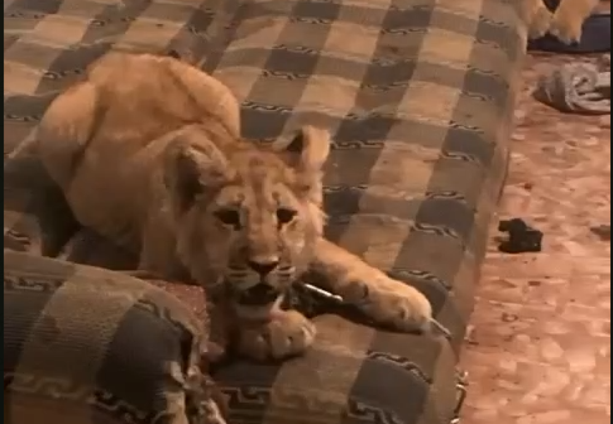 Алматинец держал двух маленьких львят в подсобке