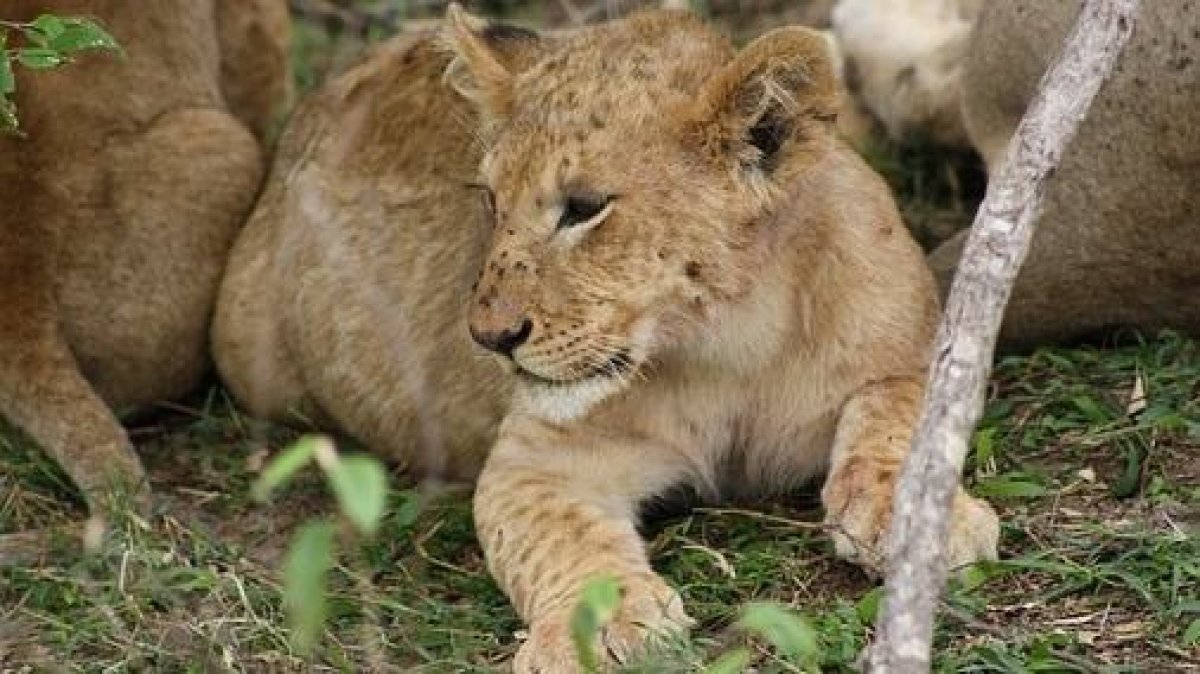 Алматы облысының тұрғыны үйінде арыстанның екі күшігін заңсыз асыраған