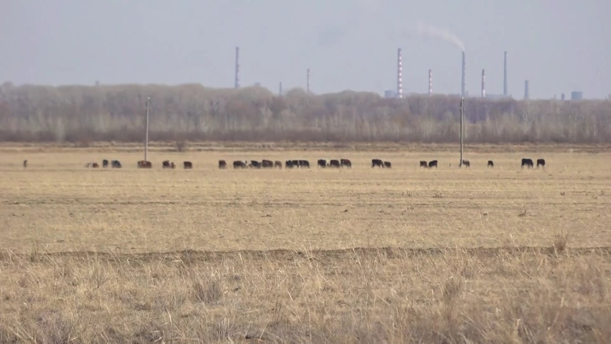 Павлодар облысында 3 бірдей ауыл мал жаятын жер таппай отыр