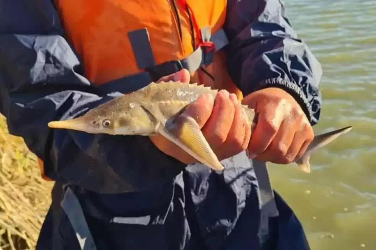 Браконьерлер аулаған 7 итбалық Каспий теңізіне қайта жіберілді