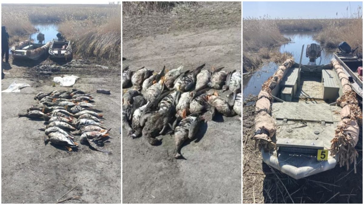 СҚО-да браконьерлікпен айналысқан полицей ұсталды