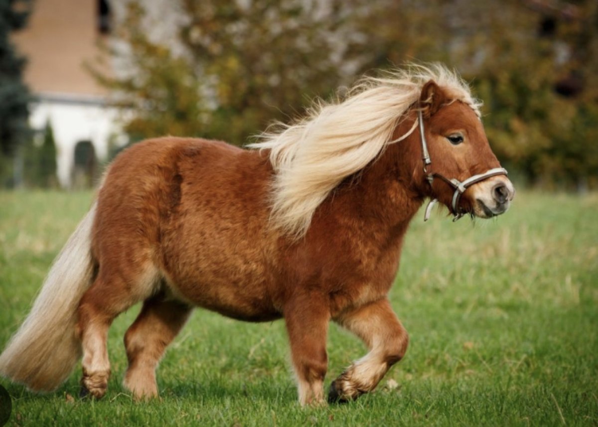 Пони покалечила ребёнка в Москве