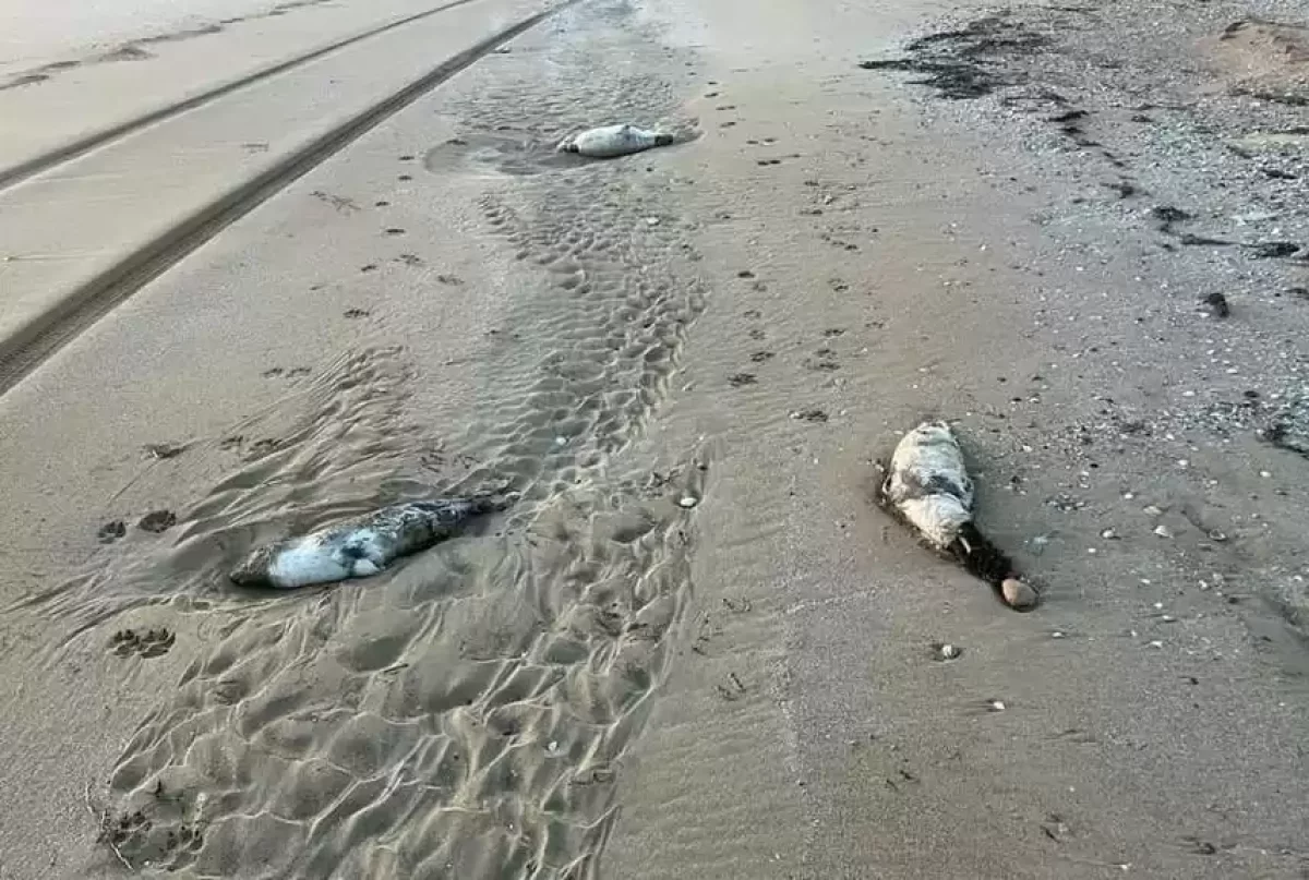 Каспийде тағы да итбалық қырылып, қылмыстық іс қозғалды