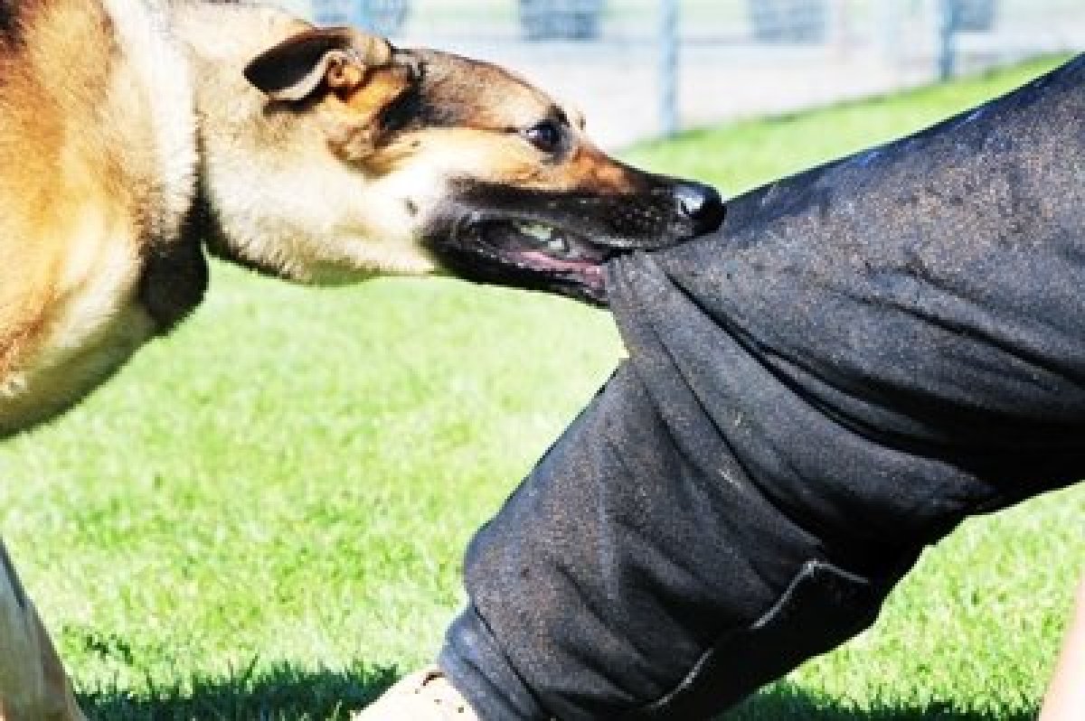 Жетісу облысында 374 адамды ит қапты