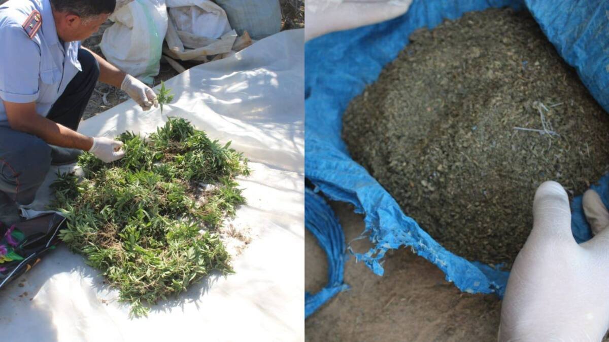 Более тысячи кустов конопли изъяли на наркоплантации в Кызылординской области