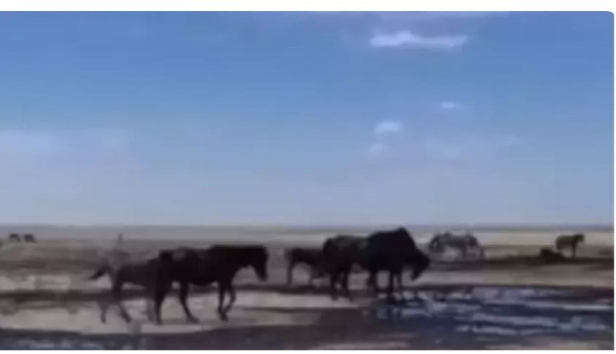 Лошади пьют нефть в Мангистау: экологи прокомментировали видео