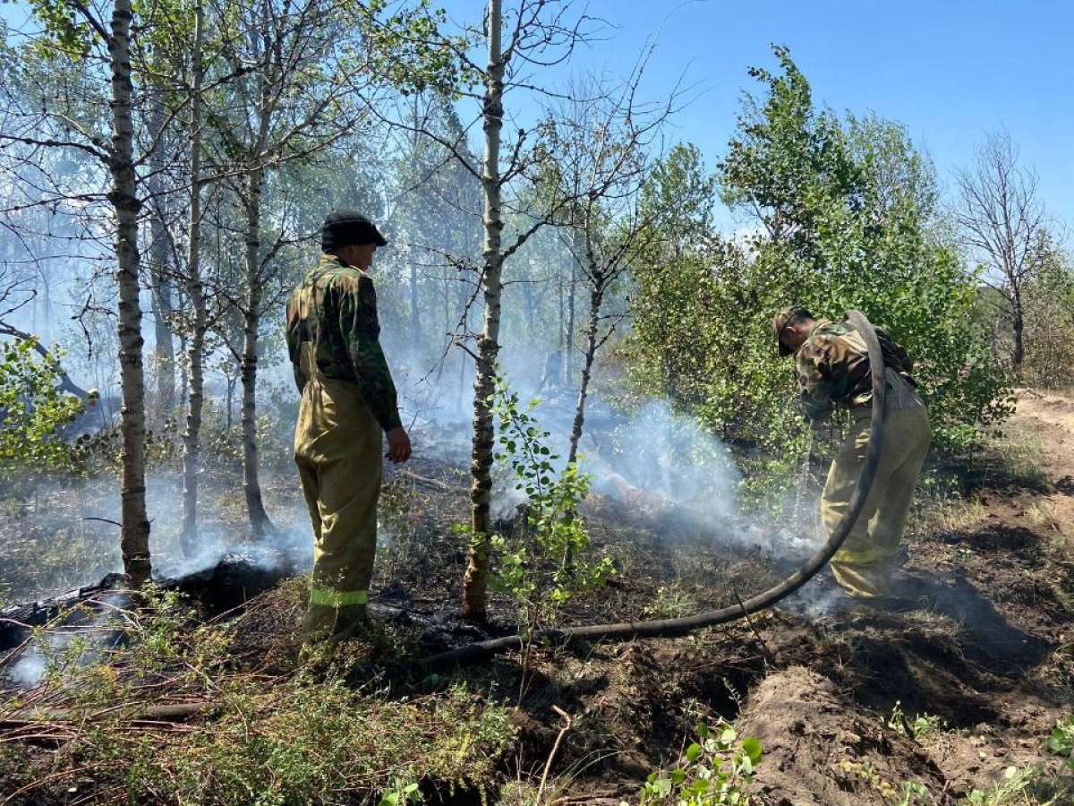 Что происходит в зоне лесного пожара, рассказали в МЧС