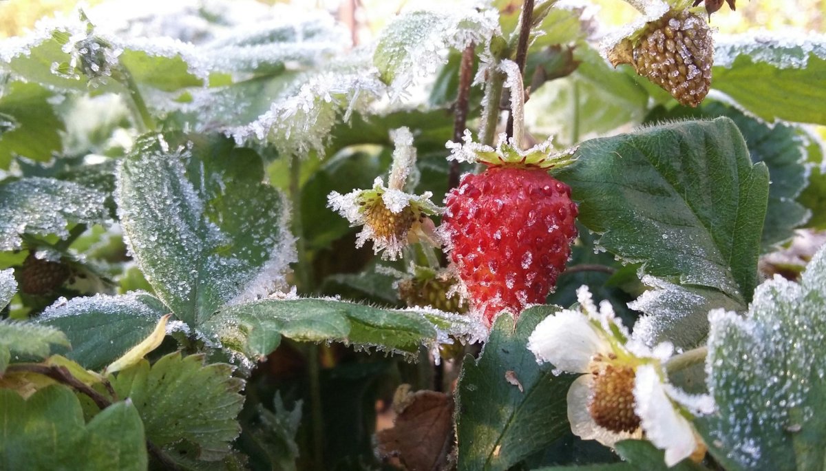 Заморозки ожидают на севере и востоке Казахстана