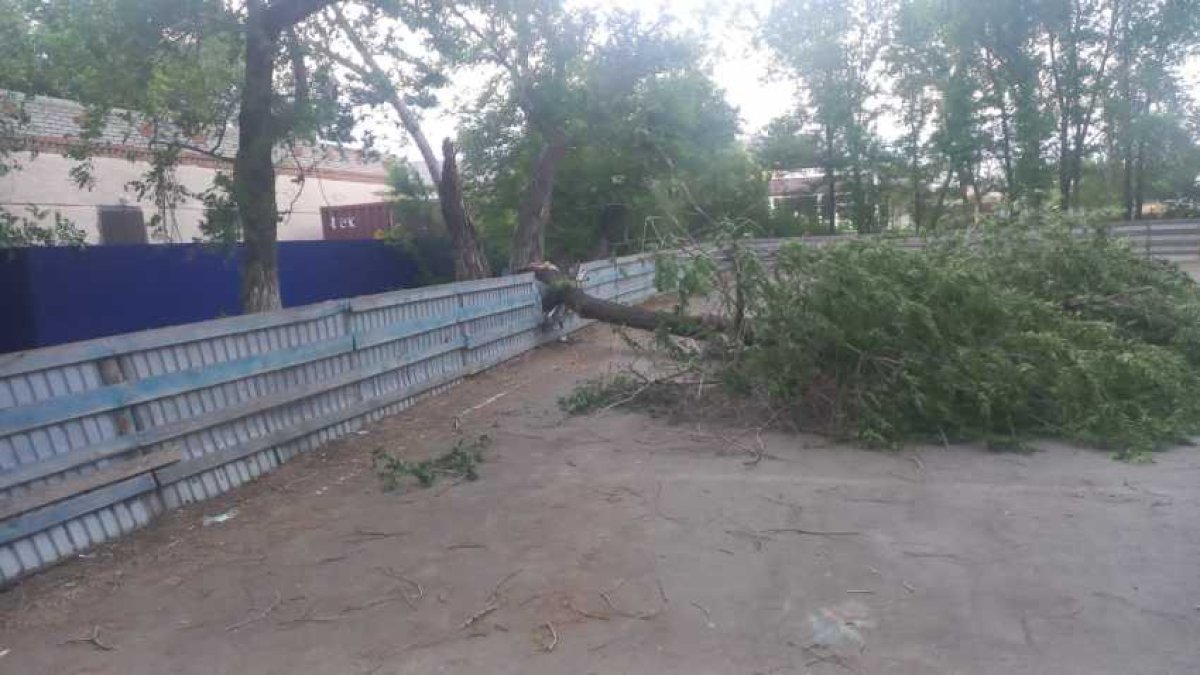 Дерево упало на ребенка в Костанайской области