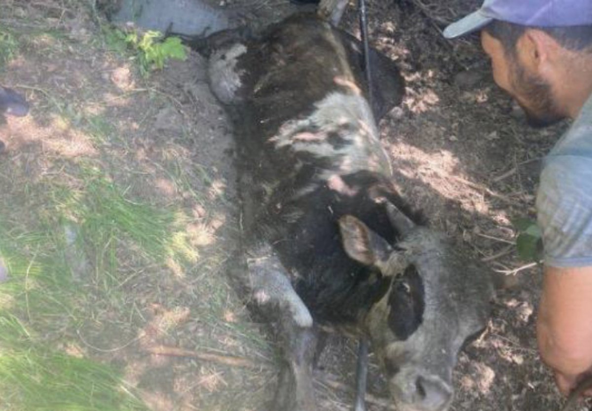 Телёнок провалился в яму в Усть-Каменогорске: ему понадобилась помощь спасателей