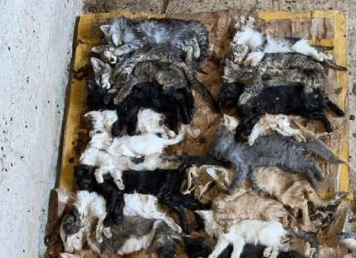 Страшные кадры опубликовали зоозащитники из отлова в Шымкенте