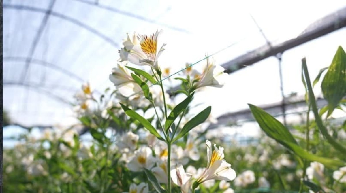 ЕЛІМІЗДЕ СИРЕК КЕЗДЕСЕТІН  ПЕРУ ЛАЛАГҮЛІ ҚАЗЫҒҰРТТА ЖАЙҚАЛЫП ТҰР