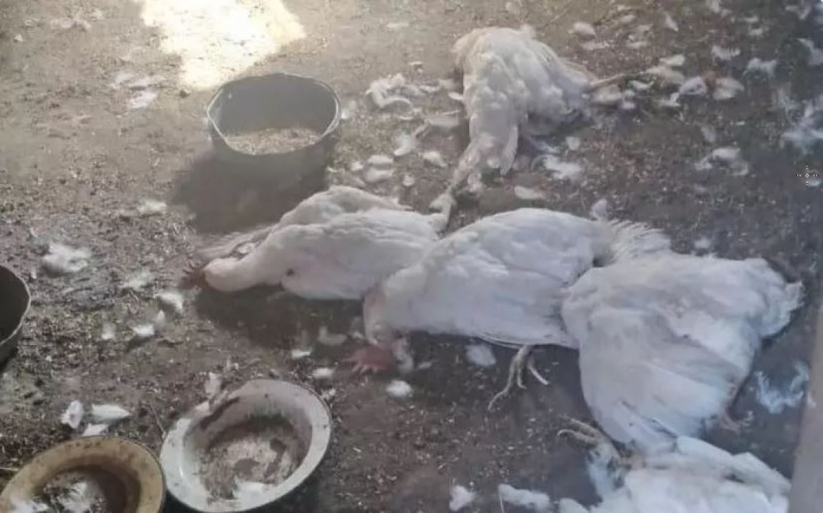 "Пьет только кровь": в ВКО неизвестное животное убивает домашних птиц