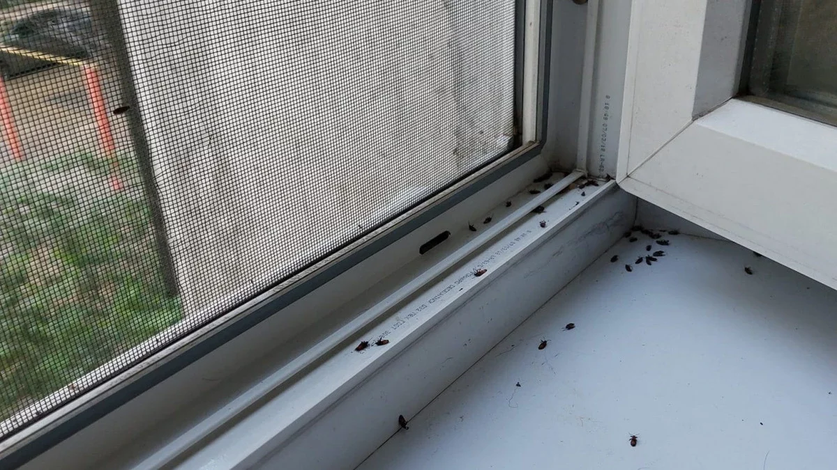 "Жергілікті билік ақша бөлмей отыр". Алматыда үйлерге ағаш қандаласы қаптады