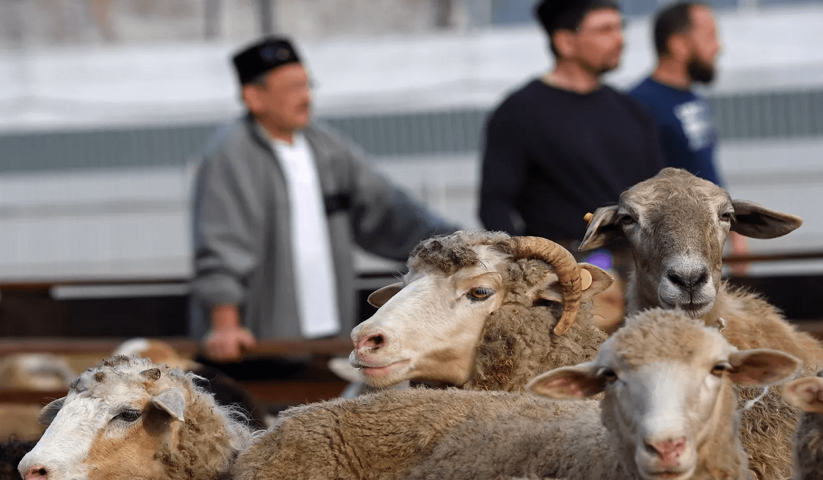 Құрбан айт қарсаңында санитарлық дәрігерлер ел тұрғындарына үндеу жасады