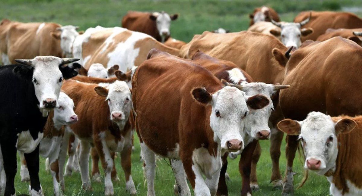 Запрет на вывоз скота ввели в Казахстане