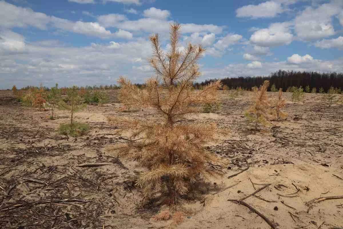 Қостанай облысында өрт болған орманға отырғызылған ағаштар қурауда