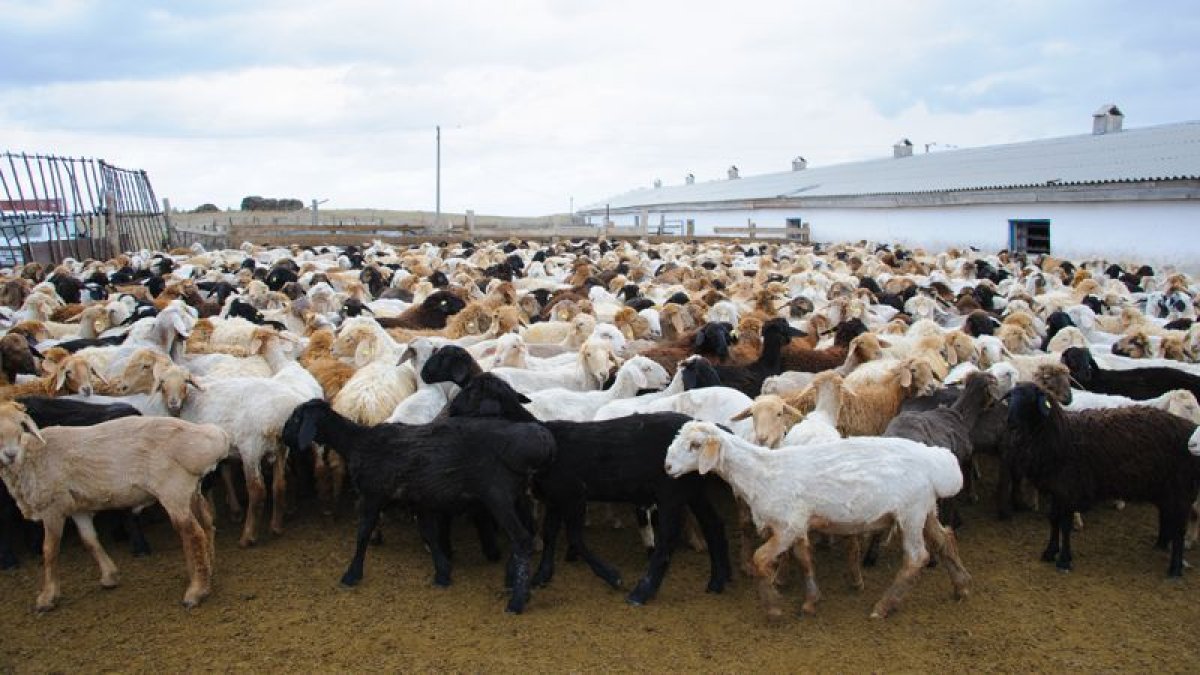 Қазақстаннан ұсақ малды шығаруға шектеу енгізілмек