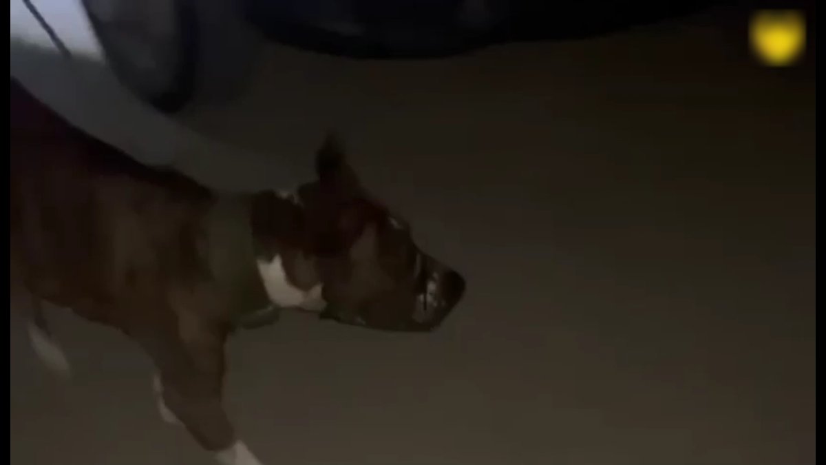 Атырауда қала тұрғыны мен полиция қызметкерін итіне қаптырған азаматтың үстінен қылмыстық іс қозғалды