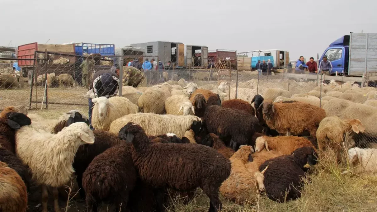 "Қойдың бағасы 150 мың теңгеге жеткен": Құрбан айт қарсаңында мал бағасы шарықтады